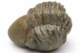 Enrolled Reedops Trilobite - Atchana, Morocco #224351-2